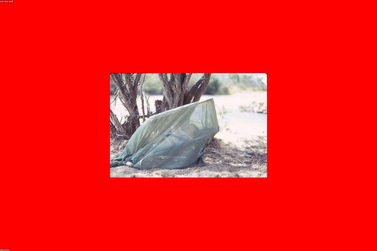 Best Baby Bouncers 2026